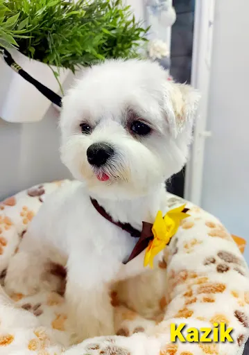 Pupil. Salon urody dla psów